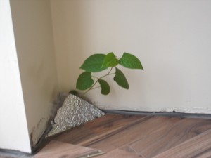 knotweed floor